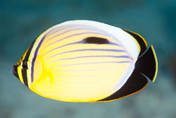 BD-131209-St-Johns-1025-Chaetodon-austriacus.-Rüppell.-1836-[Blacktail-butterflyfish].jpg